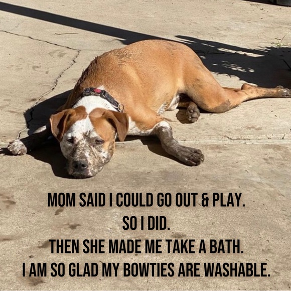 Custom Pet Bowtie Orders by Reggie in Bowties - Picture 4 of 17